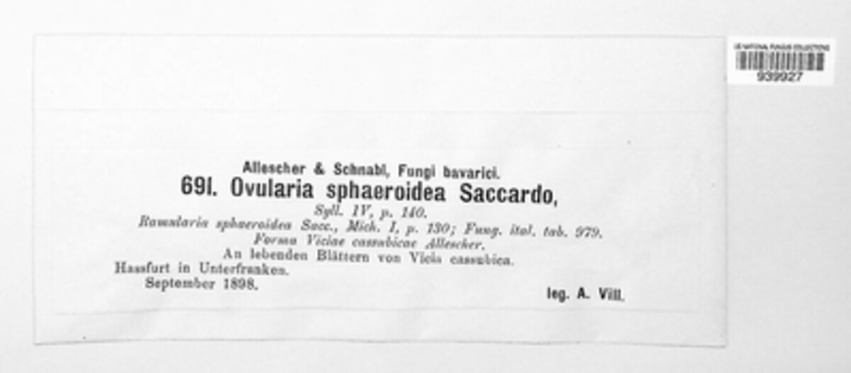 Ramularia sphaeroidea image